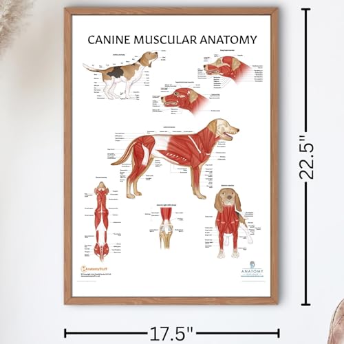 Image of Anatomy Lab Canine Muscular Anatomy Poster, LAMINATED, Veterinary Anatomy and Physiology, 17.3 x 22.5 Inches, Dog Muscular System Diagram, Animal Anatomical Chart for Education Learning and Students