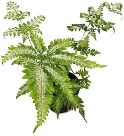 Muda De Samambaia Prateada Ou Prata Variegata Planta Rara
