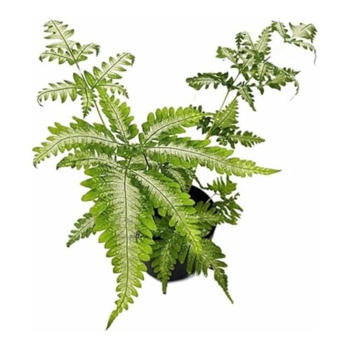 Muda De Samambaia Prateada Ou Prata Variegata Planta Rara