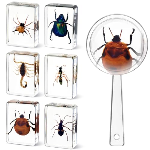 CroBlissful 6 Pcs Insect in Resin Specimen Bugs Collection Paperweights with 1 Pcs Magnifier Bugs in Resin Bug Collection Kit for Kids Scientific Educational Toy Classroom Display Supplies