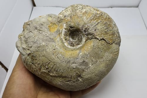 Image of Rare Ammonite Nautilus Ammonite Fossil Fossil from Morocco Fossils Ammonites Fossil Rock A294