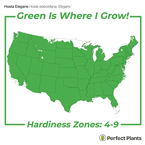 Perfect Plants Elegans Hosta Shrub In 1 Gallon Grower's | Live Shrubs For Outdoor Planting | Large Perennial Foliage Comes Back Every Year | Gorgeous Blue Green Leaves With Spring Flowers #TOP5