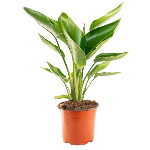 Bonplants Strelitzia Nicolai, Pianta Vera con Ampio Fogliame (Vaso 17, h 55 cm)