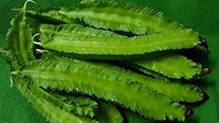 Portal Cool 75 semi alati Bean Top Thailandia Verdure Salute alimentare