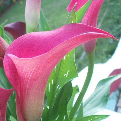 8: Calla Lily Tubers Pot Balcony Plant Calla Can Radiation Absorption Mixed Colours - Pack of 20 (not Calla) : Seeds Only