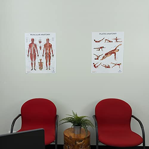 Image of Anatomy Lab Pilates and Muscular Anatomy Poster Set | 2 PACK LAMINATED, Anatomy and Physiology Poster, 17.3 x 22.5 Inches