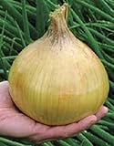 100 pcs / bolsa cebolla gigante bonsai dulce español vegetales germinación 95% bonsai de cebolla para semillas de plantas en maceta de jardín fácil de cultivar: 6