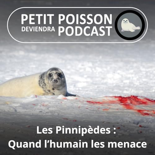 S05E35 Les Pinnip&egrave;des : Chasse, r&eacute;chauffement, maladies... les menaces