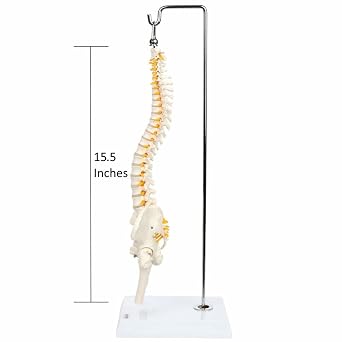 Miniature Spine Anatomy Model, 15.5 Mini Vertebral Column Model Details Vertebrae, Spinal Nerves, Lumbar & Pelvis