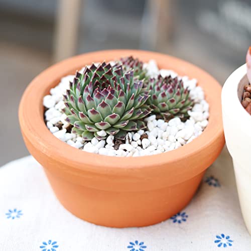 Sempervivum Calcareum Tectorum Houseleek (4 Inch) | Live Healthy Unique Rosette Shaped Fully Rooted Succulents For Home Office Decoration #TOP4
