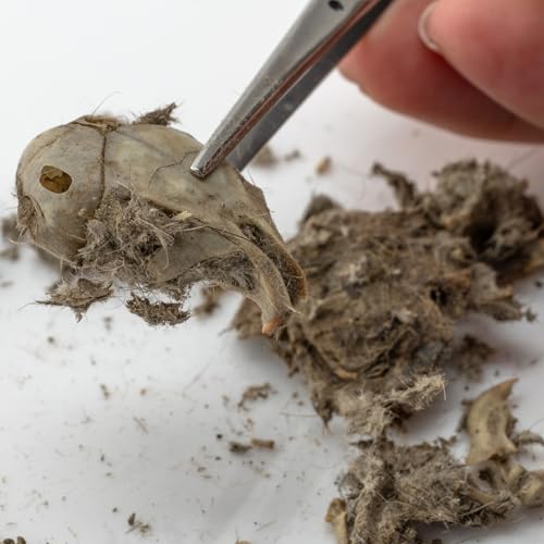 Image of 30 Pack Large Owl Pellets with 30 Bone Sorting Sheets and Teachers Guide