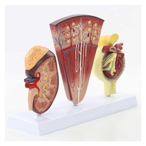 Modèle néphron glomérule AMITD 3 parties détachable pour cours d'anatomie