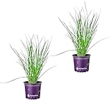 Schnittknoblauch Allium-hybride Kräuterpflanzen 2er-Set