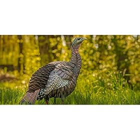 Avian-X-HDR-Hen-Turkey-Decoy-Durable-Realistic-Lifelike-Standing-Hunting-Decoy-with-2-Removable-Heads-Carry-Bag-Integrated-Stake-AVX8106