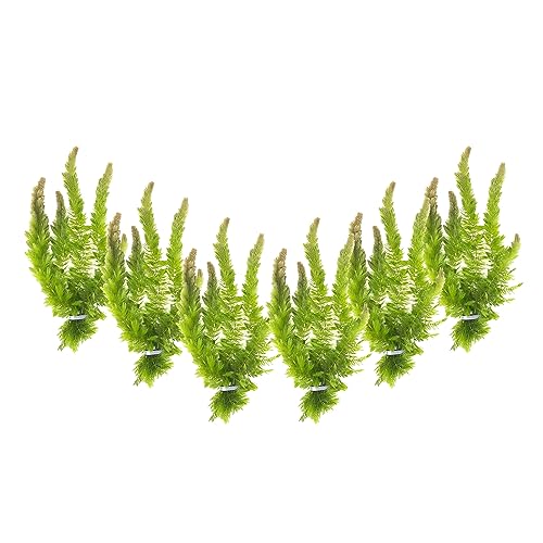 CANTON AQUATICS Live Aquarium 6 Hornwort Coontail Indoor Plants - Excellent Aquarium Plant - Beautiful Effect to Aquarium - Fast Growth, Long Lasting & Easy to Care Aquatic Plants - Pack 6