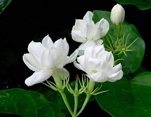 ROYAL LAND Jasmine Live Plant Mogra-Jasminum Sambac-Gundu Malli-Arabian Evergreen Flowering 1 Healthy Live Plant (B08DVCMJTK) Amazon Price History, Amazon Price Tracker