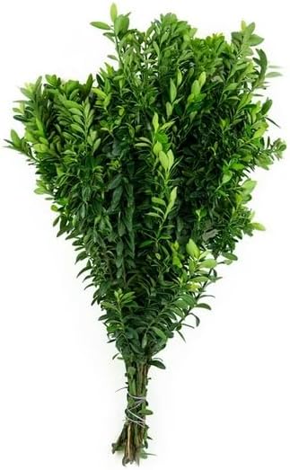 Assorted California Greens – 20 Fresh Bunches (4 Varieties) – Eucalyptus, Euonymus, Pittosporum & Seasonal Greens for Bouquets, Centerpieces, and Floral Arrangements