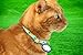 Cat Mate Collar Worn Pet ID Disc for use with all Cat Mate, Dog Mate, and Closer Pets Products