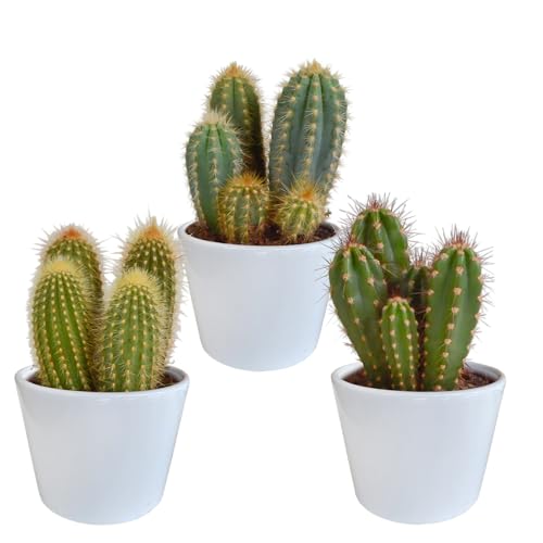 Cactus | Mezcla de Cactus en Columna en Maceta de cerámica Blanca | 3 Piezas | Varias variedades | Ø 13 cm | 18-23 cm | en Maceta a Juego | Plantas de Interior de fácil Cuidado