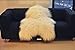 Biggest | Soft and Silky | Icelandic Sheepskin Rug | (M 44")