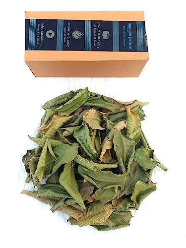 Li6 ®™ Pure Dry Guava Leaves 100 Grams - Payara, Peroo, Pijuli, Jam Phal, Amrood Ke Ped Ki Sukhi Patti, Patte, Patta - Guava Dried Leaf