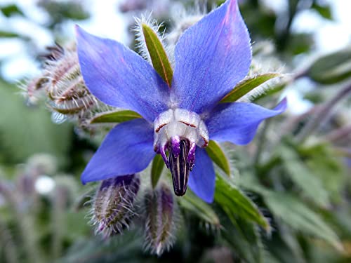 TKE Farms & Gardens - Borage Seeds for Planting, 100+ Non-GMO Heirloom Seeds, Attract Bees & Pollinators, Fast Growing Companion Plant for Tomatoes & Strawberries, Includes Instructions - Image 4