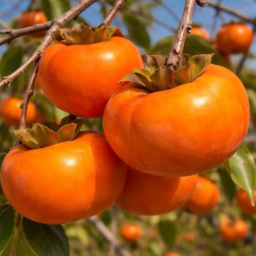2 Live American Persimmon Trees Bare Root Dormant Seedlings 12 Ft Tall Diospyros Virginiana Fruit Trees for Planting Hardy Outdoor Garden Fruit Plants