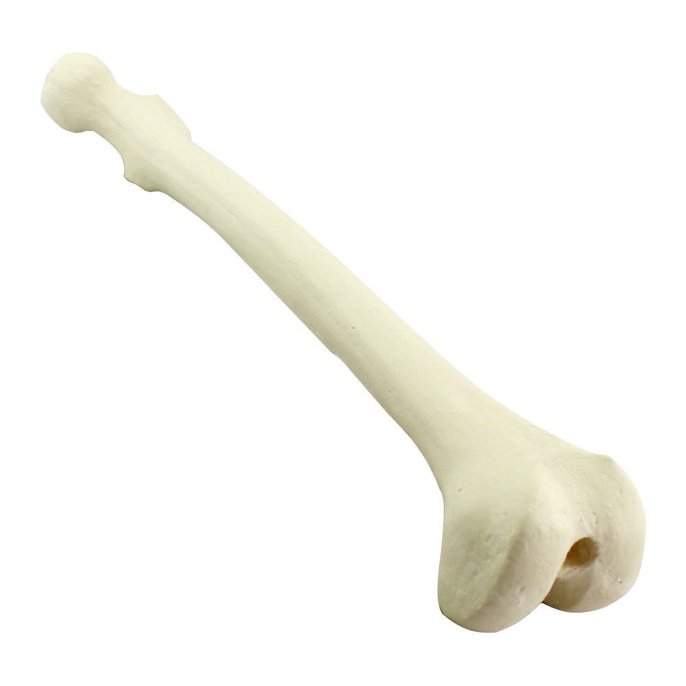 Sjdopulse Humerus Model - Artificial Cortical Bone Cancellous Bone Orthopedic Implant - Simulation Bone Model - Simulation Surgery Orthopedic Simulation Model - For Medical Teaching