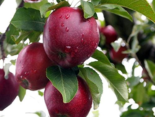 Semi SEMI DI GERMINAZIONE 400 semi di melo Red Delicious Malus Tree (Hardy Rapid Edible Seeds Automne Color)