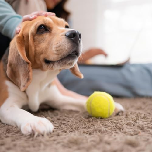 Healthy Aging: Nutritional Recommendations for Senior Dogs and Cats