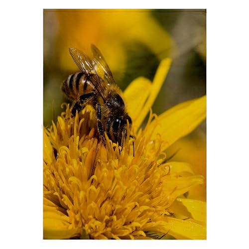 3dRose African Honey bee with Pollen sacs, Little Namaqualand, South Africa. 22x30 Bath Hand Pool Towel