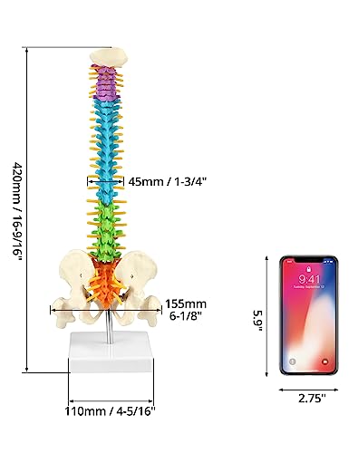 Columna vertebral didáctica flexible QWORK de 45 cm para visualizar nervios y pelvis 6