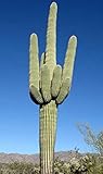 SaguaroCarnegiea 30 Semillas Semillas