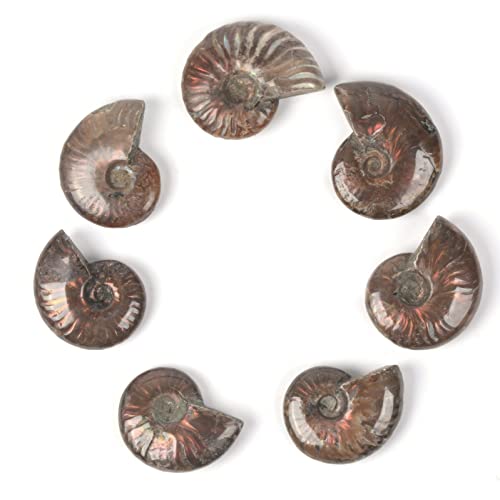 Image of Natural Ammonite Fossil Shell - Madagascar
