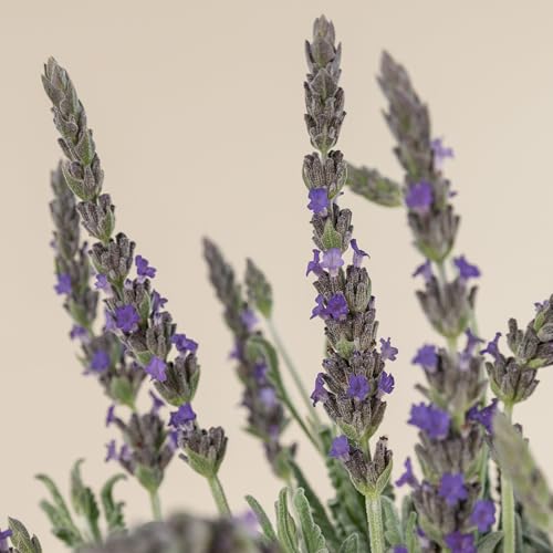 Goodwin Creek Lavender Plants 3-Pack - Lavandula × ginginsii - English-Spanish Hybrid - 4-6' Container-Ready - Drought-Tolerant Fragrant Perennial - Indoor-Outdoor