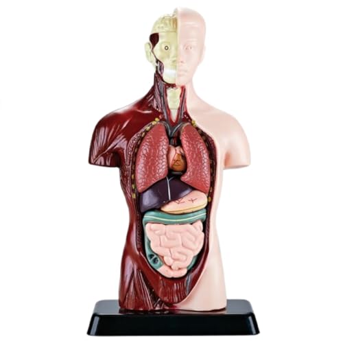 ZMBJ �ÈŔ����l�̖͌^ �q��STEM�m��ߋ� ����E���i�E�ؓ��g�ݗ��� ��U�w?�m �C���^���N�e�B�u�Ȋw�L�b�g �n���E�B�[���A�N�e�B�r�e�B (�l�̃V���[�Y�y�͌^���g��U���f���z)