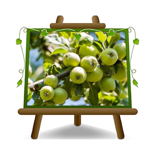 Manzano San Agustín Frutas Antiguas Árboles frutales Altura: 150~170 cm Edad: 2 Años Jarrón: Diámetro 20 cm