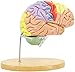 Teaching Model Tools,Natural-Size Cerebral Anatomy Model 2X Brain Model for Neuroscience, Anatomical Brain Model for Psychology Brain Internal Structure, Wooden Support