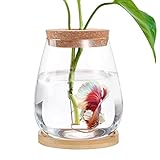 Betta Fish Tank - Mini Bowls for Beta Fish, Aquaponic Fish Tank Clear Hydroponic Plant Terrarium for Promoted Ecosphere Aquatic Ecosystem - 6' H * 3.3' D Drop-Shaped