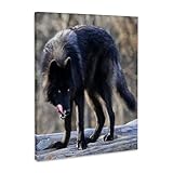 3dRose, Wolf, black with tongue out, Museum Grade Canvas Wrap 16x20