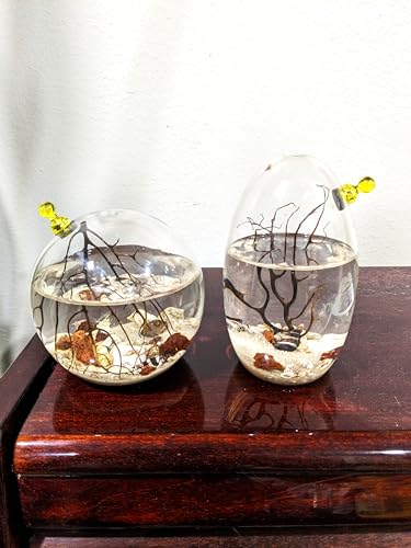 Glass Self Sustaining Shrimp Ecosphere Oval by Shrimpscity - Thumbnail 4