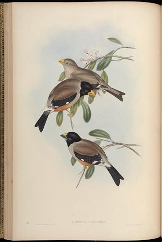 Arte de pared de aves eophona gould de 60x90cm para solucionar paredes vacías en despachos