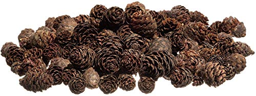 Pine Cones | 120 Small Pine Cones 3/4"-1 1/4" | 6 oz Mini Black Spruce Pine Cones | Pine Cone Filler