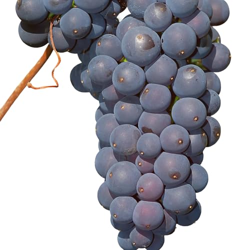 Fresh Concord Seeded Grapes – Classic Sweet Table Grapes for