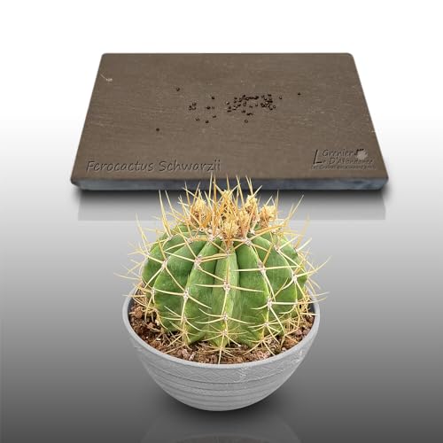 50 graines à semer - Le Grenier d'Abondance - Cactus barrique - FEROCACTUS Schwarzii