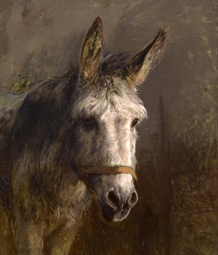 Pintura por números para adultos de burro kit de lienzo brico