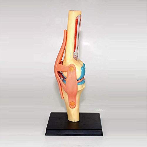Model Kolanowy Model Anatomii Ludzkiej Narządy Edukacji Medycznej Modelowy Model Medyczny I Materiałowy