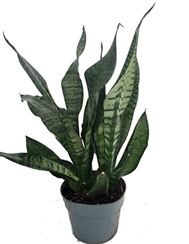 Hirts: Snake Plant Snake Plant, Mother-In-Law's Tongue - Sanseveria - 6