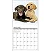 2016 Just Lab Puppies Wall Calendar