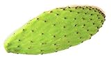 Prickly Pear Cactus Plant Live Opuntia